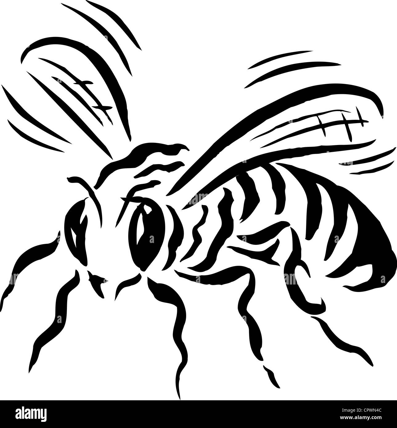 Une abeille en noir et blanc Photo Stock Alamy