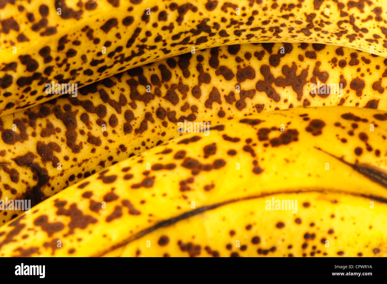Close up de bananes mûres, repéré Banque D'Images