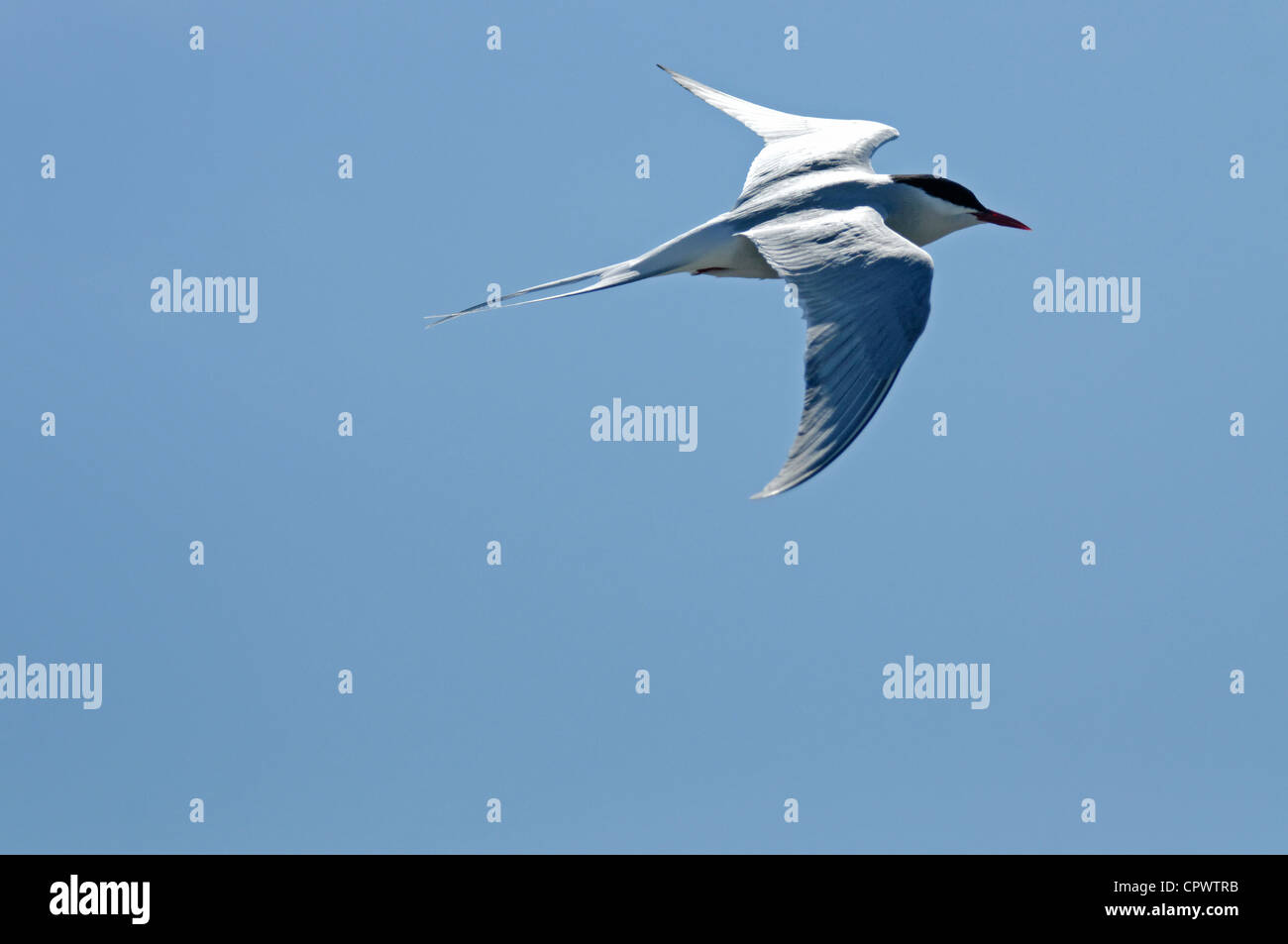 Une sterne arctique en vol Banque D'Images