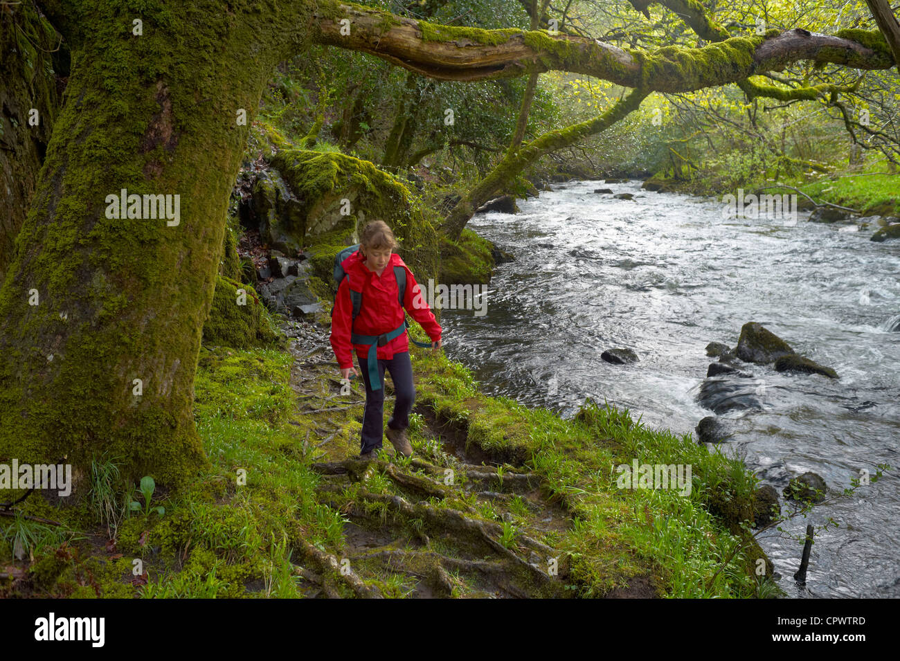 Un enfant marche à côté de la rivière Dart près de newbridge Dartmoor National Park Devon, Angleterre Banque D'Images