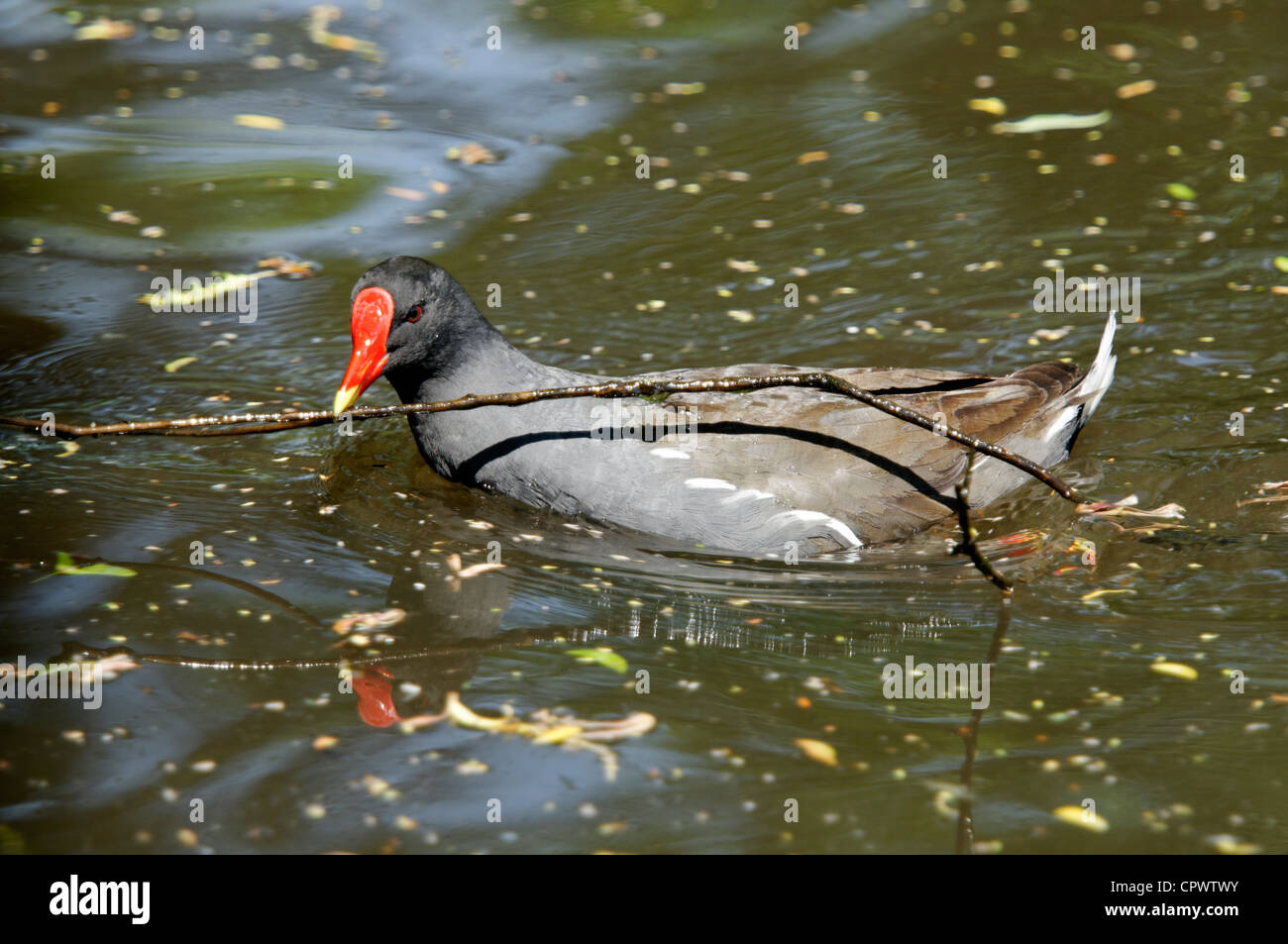 Gallinule poule-d'une piscine avec une brindille dans son projet de loi Banque D'Images