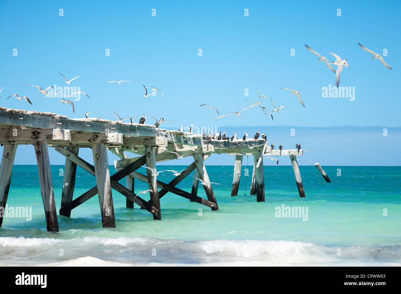 Eucla, Australie occidentale, la vieille jetée et les oiseaux en vol. Banque D'Images