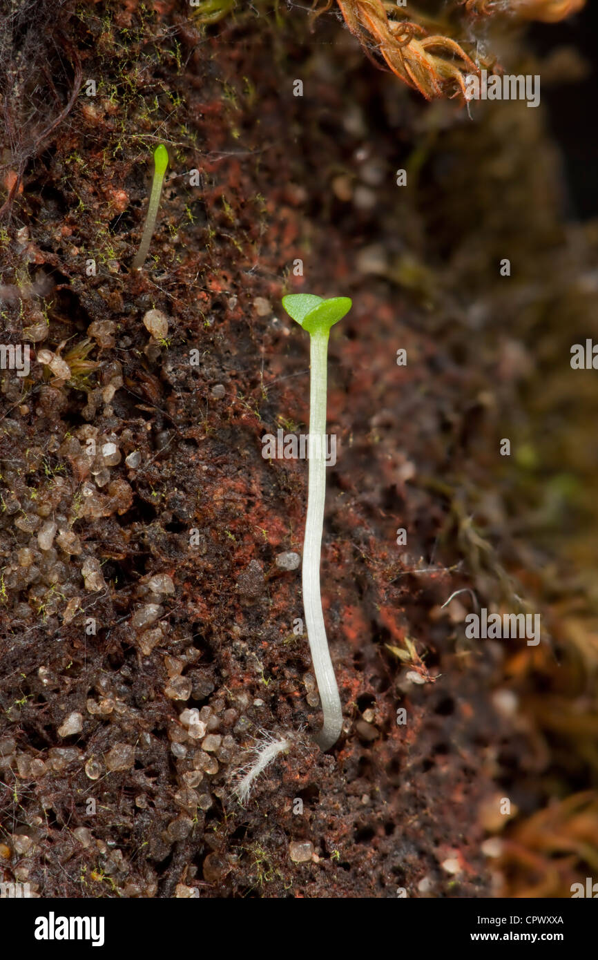 Les jeunes semis de plantes de tir sol riche, visible des poils Banque D'Images