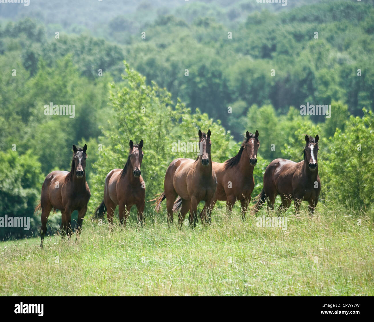 Chevaux pur-sang de 1 an Banque D'Images