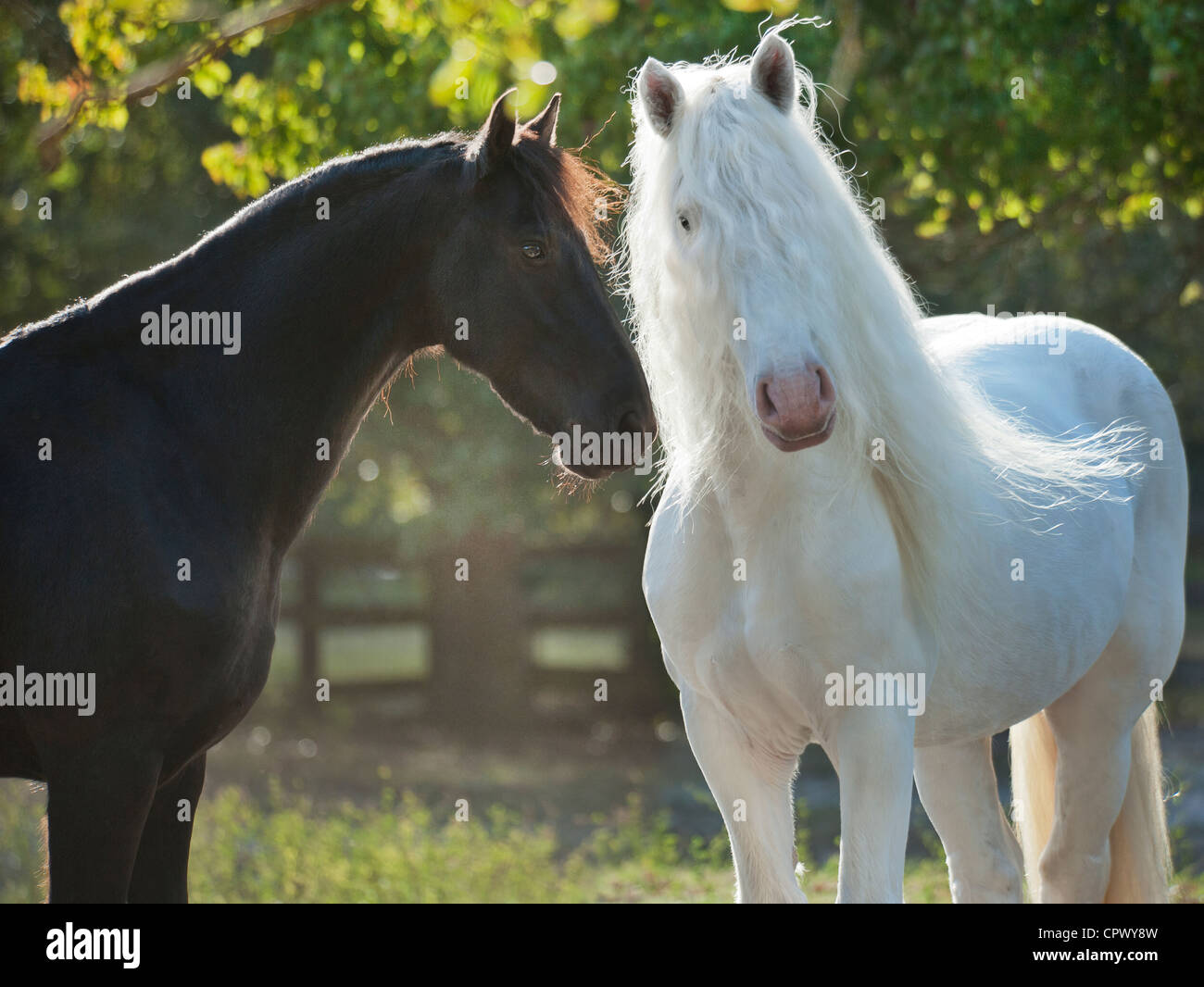 Poulain frison et Américain Draft Horse stallion Banque D'Images