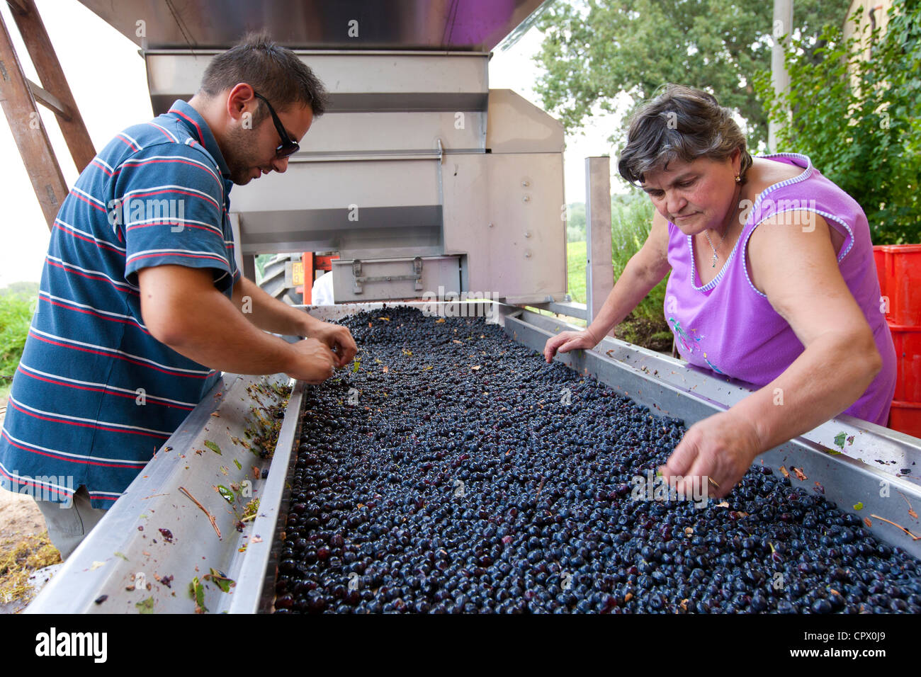 Les raisins de Brunello, Sangiovese, récoltée au wine domaine de la Fornace à Montalcino en Val D'Orcia, Toscane, Italie Banque D'Images