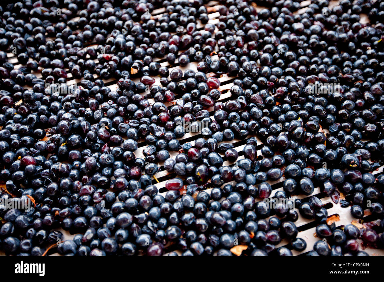 Les raisins mûrs, Sangiovese Brunello, triés sur la courroie du convoyeur à Wine Estate La Fornace à Montalcino en Val D'Orcia, Toscane, Italie Banque D'Images