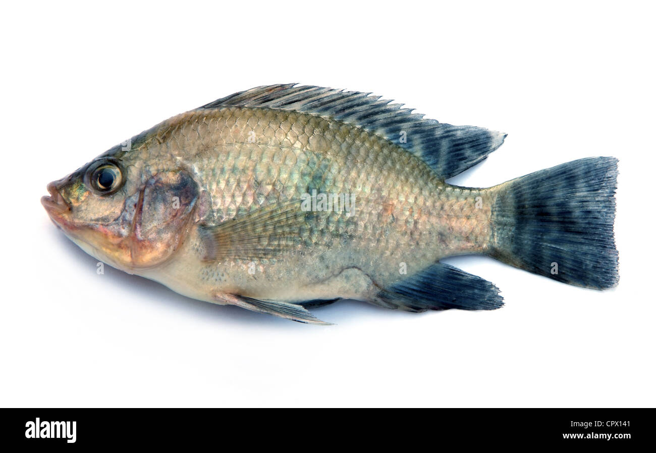 Poisson frais isolé sur fond blanc Banque D'Images