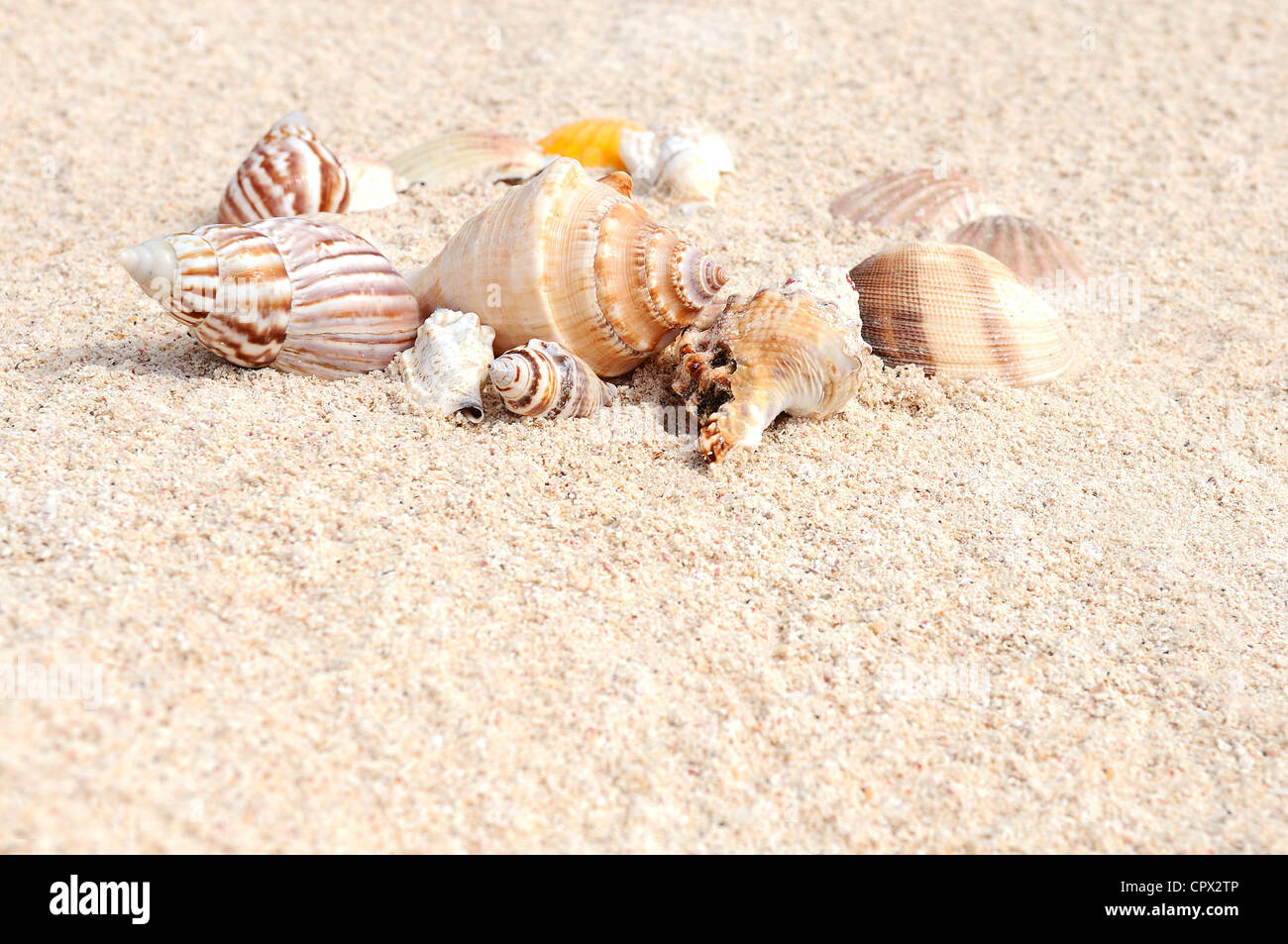 Coquilles de mer avec du sable comme arrière-plan Banque D'Images