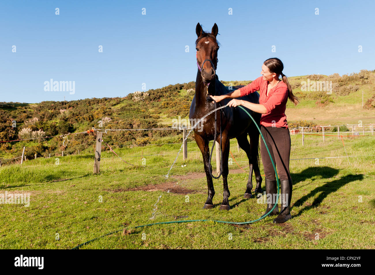 Mid adult woman washing horse avec le soutien de Banque D'Images