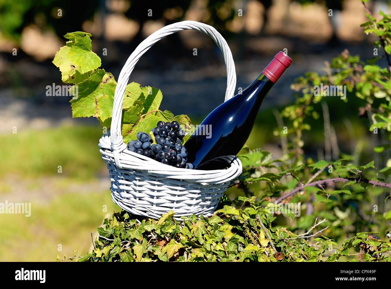 Bouteille de vin rouge dans un panier de raisons près d'une église typique Banque D'Images