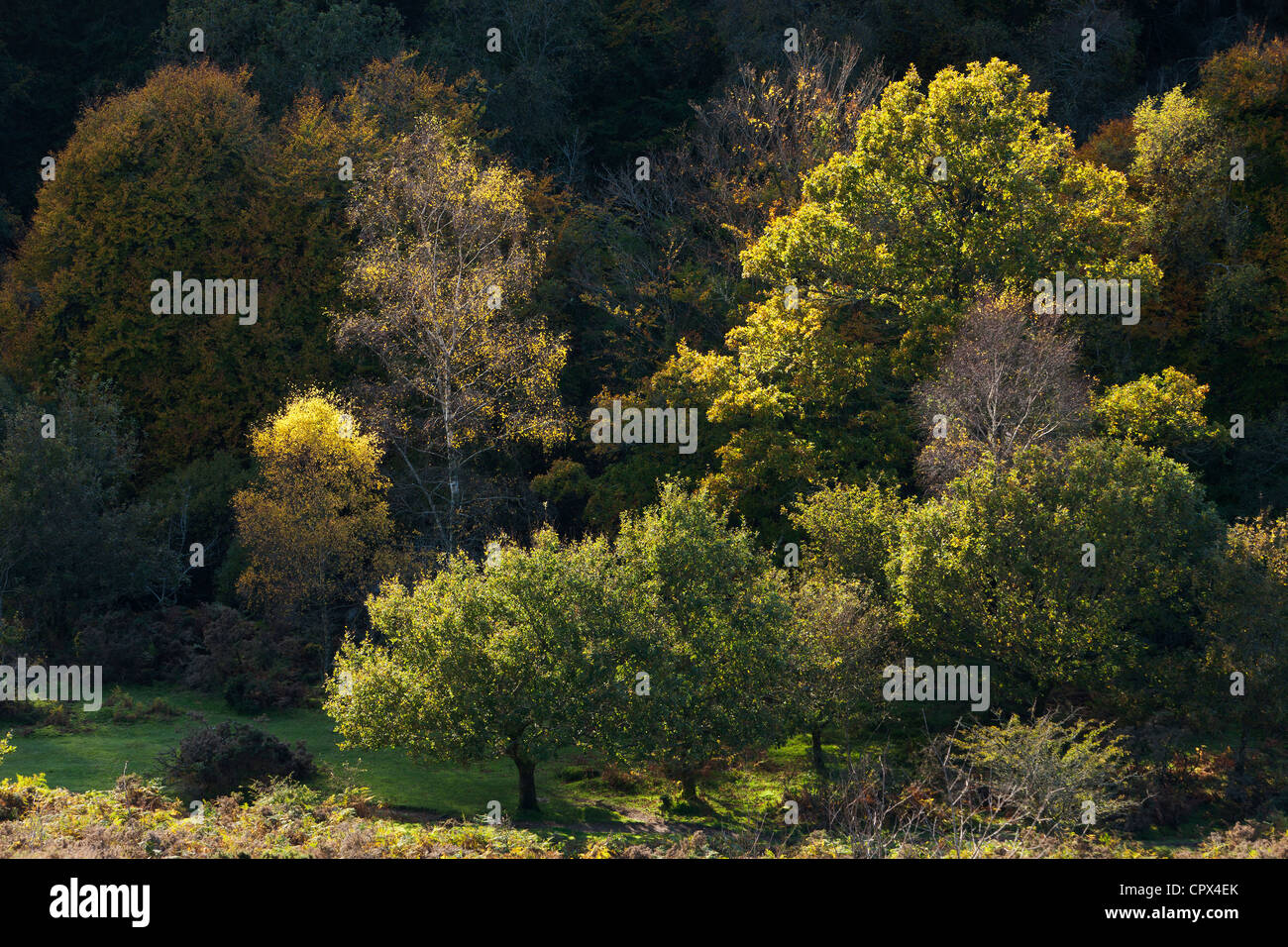 Couleurs d'automne, Dartmeet, Dartmoor, dans le Devon, England, UK Banque D'Images