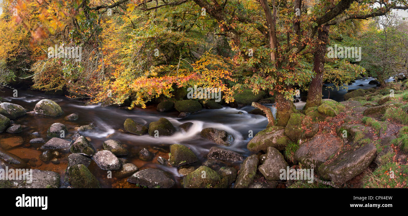 Couleurs d'automne le long de la rivière Dart, Dartmoor, dans le Devon, England, UK Banque D'Images