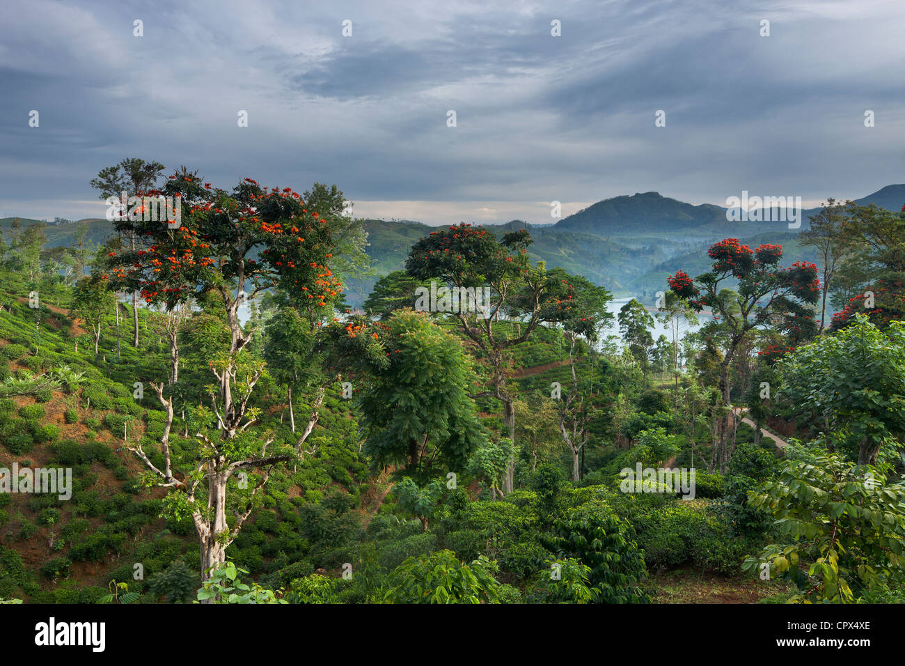 Flamme de la forêt des arbres sur une plantation de thé près de Hatton, hauts plateaux du centre, Sri Lanka Banque D'Images