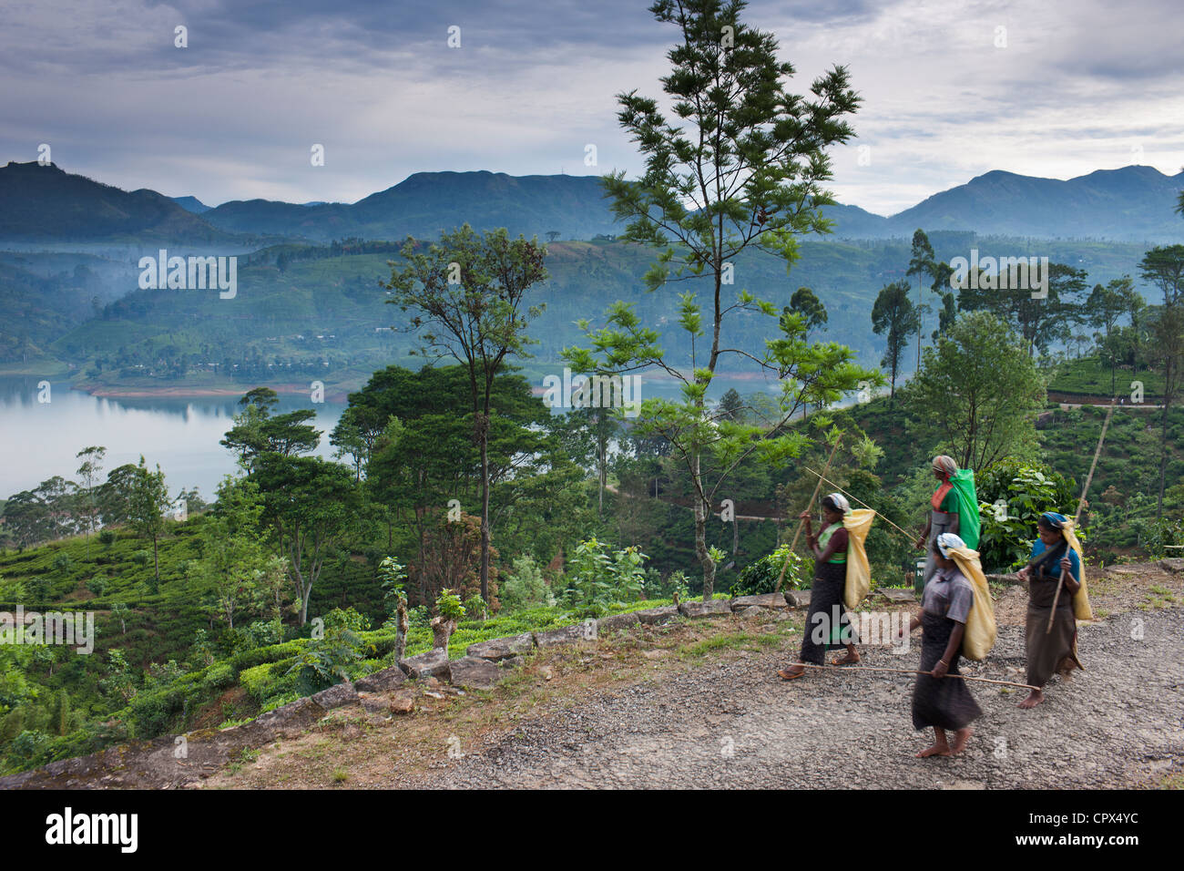 Cueilleurs de thé sur leur façon de travailler sur une plantation près de Hatton, hauts plateaux du centre, Sri Lanka Banque D'Images