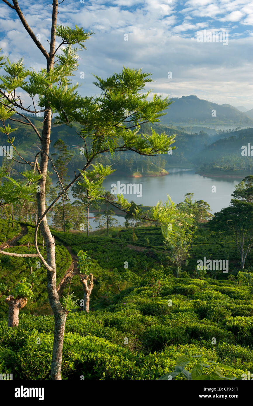 Une plantation de thé près de Hatton, hauts plateaux du centre, Sri Lanka Banque D'Images