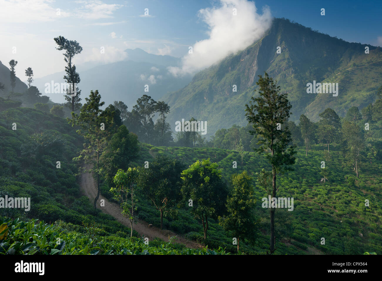 Une plantation de thé dans les hautes terres du Sud, Ella, Sri Lanka Banque D'Images