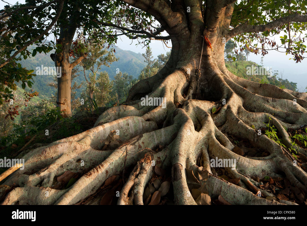 Un arbre avec des racines dans les collines au-dessus de Ella, Southern Highlands, Sri Lanka Banque D'Images