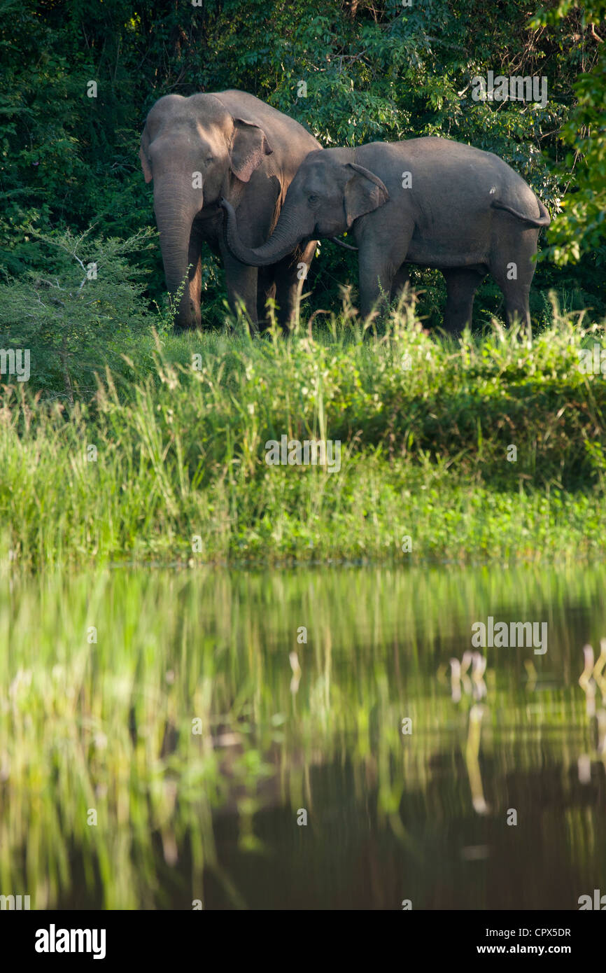 Les éléphants, nr Anuradhupura, Sri Lanka Banque D'Images