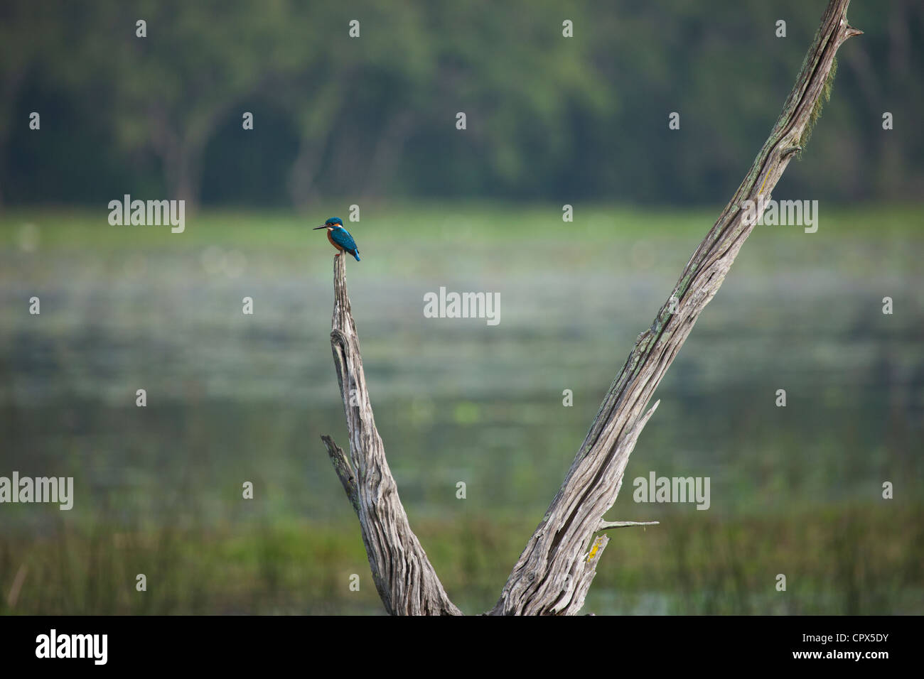 Le Parc National de Wilpattu, Sri Lanka Banque D'Images