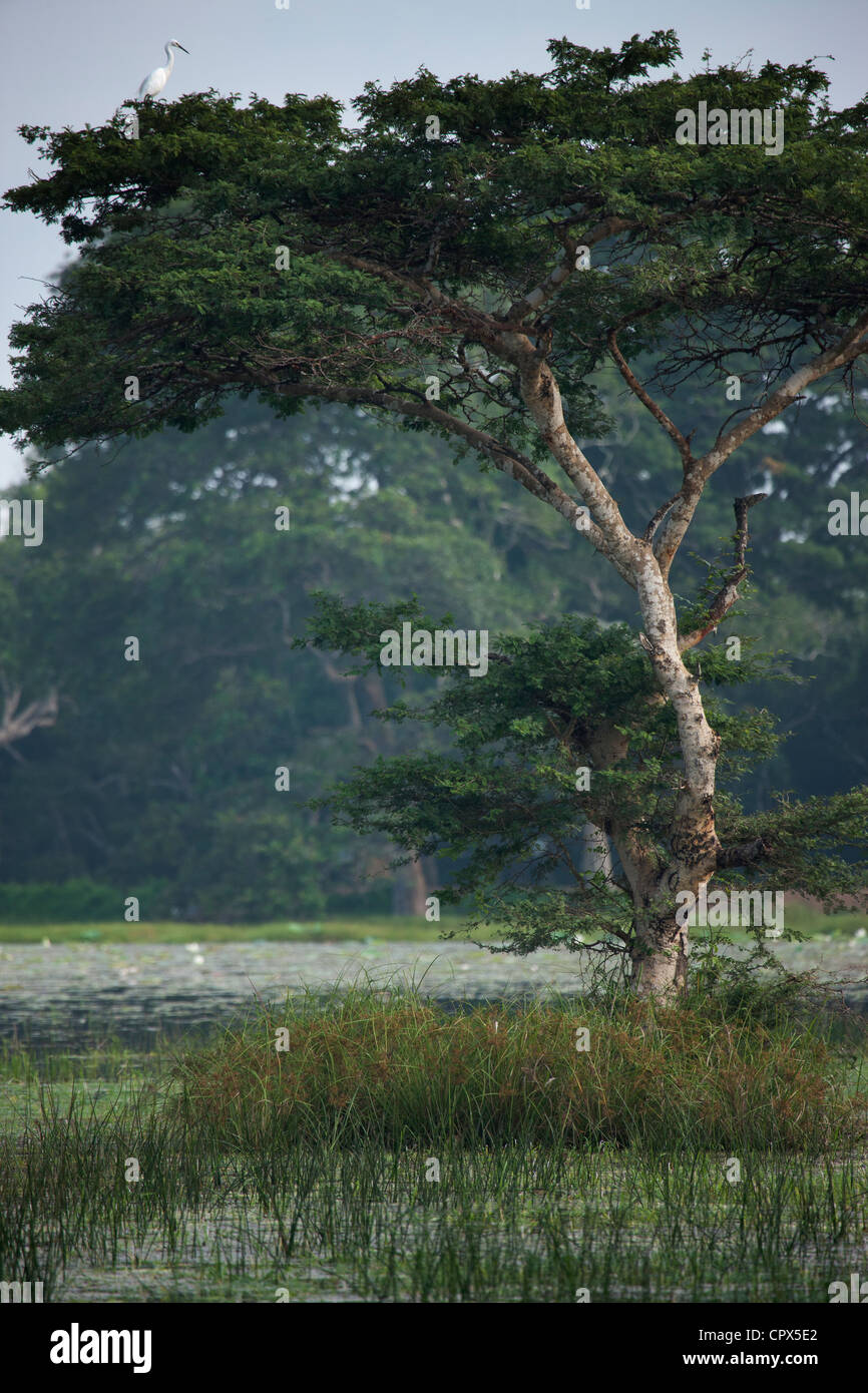 Grande Aigrette, le Parc National de Wilpattu, Sri Lanka Banque D'Images