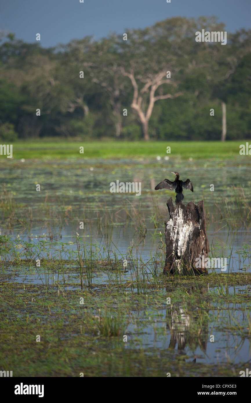 Peu d'aigrettes, le Parc National de Wilpattu, Sri Lanka Banque D'Images