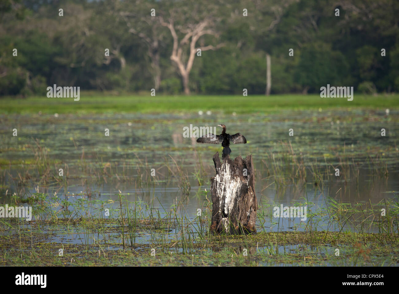 Peu d'aigrettes, le Parc National de Wilpattu, Sri Lanka Banque D'Images