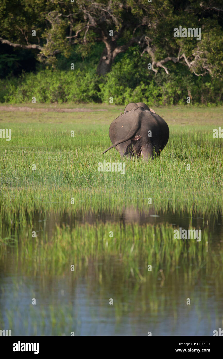 Un éléphant, le Parc National de Wilpattu, Sri Lanka Banque D'Images