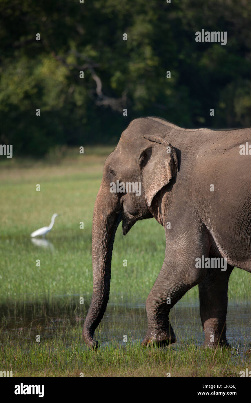 Grande Aigrette et l'éléphant dans le Parc National de Wilpattu, Sri Lanka Banque D'Images