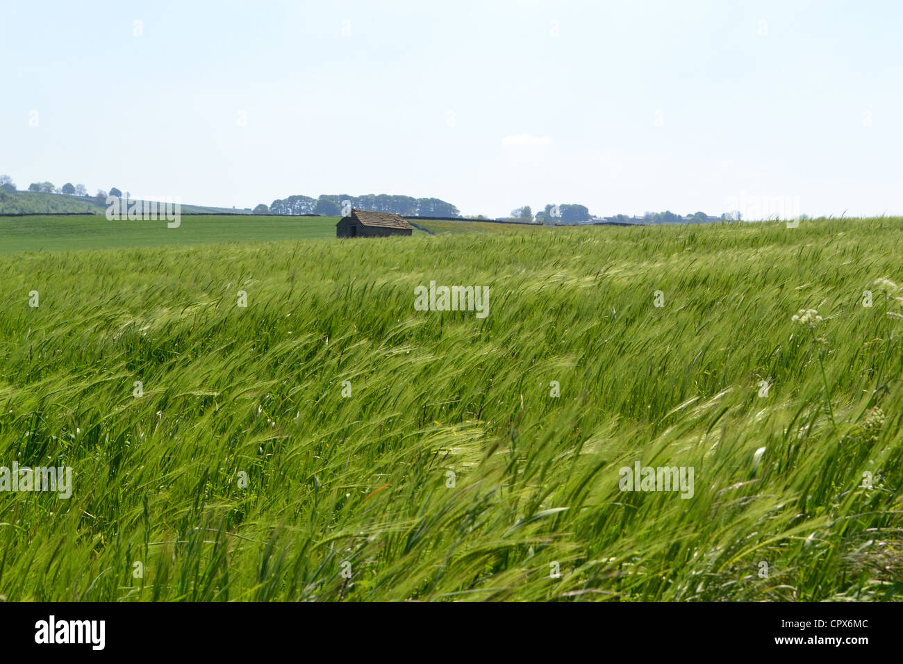 Colline de récolte. Banque D'Images