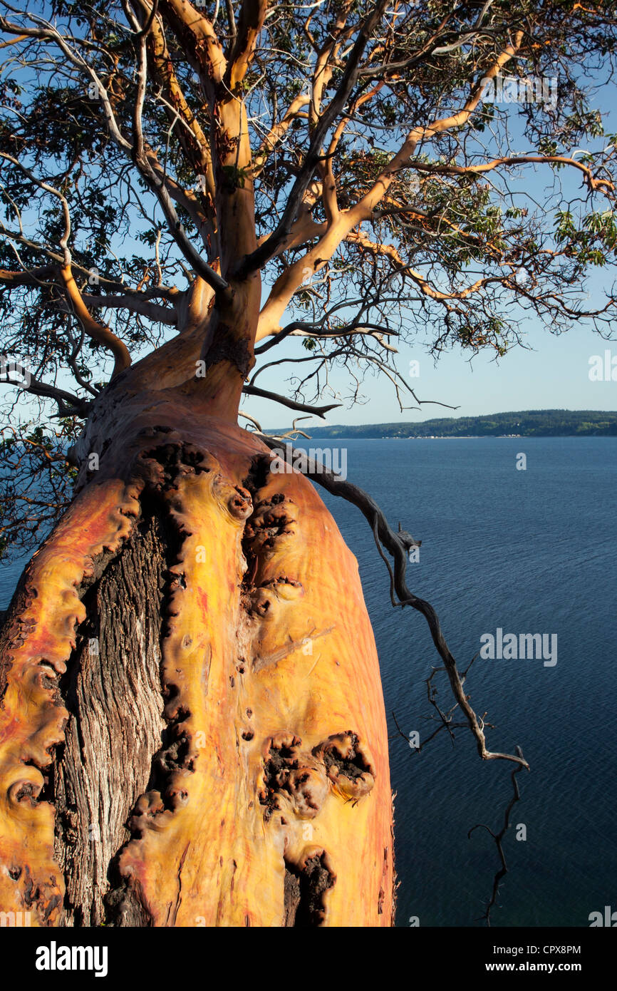 Arbousier surplombant le Puget Sound - Camano Island State Park - Camano Island, Washington, USA Banque D'Images