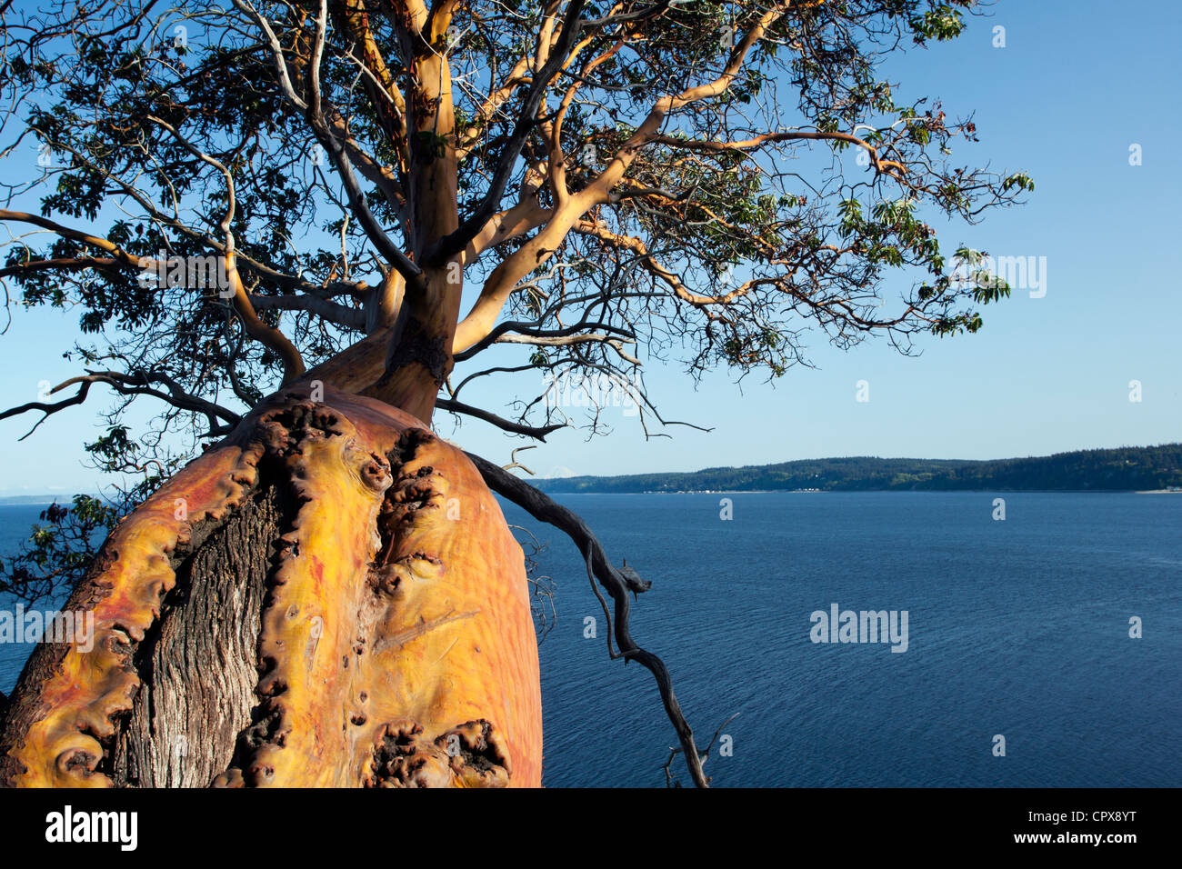 Arbousier surplombant le Puget Sound - Camano Island State Park - Camano Island, Washington, USA Banque D'Images