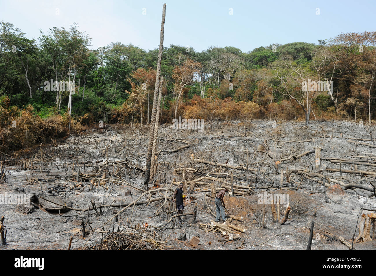 SIERRA LEONE, Kent, l'exploitation forestière illégale de forêt tropicale à l'ouest de la péninsule de la zone forêt , le bois est utilisé pour le charbon de bois et bois de chauffage Banque D'Images