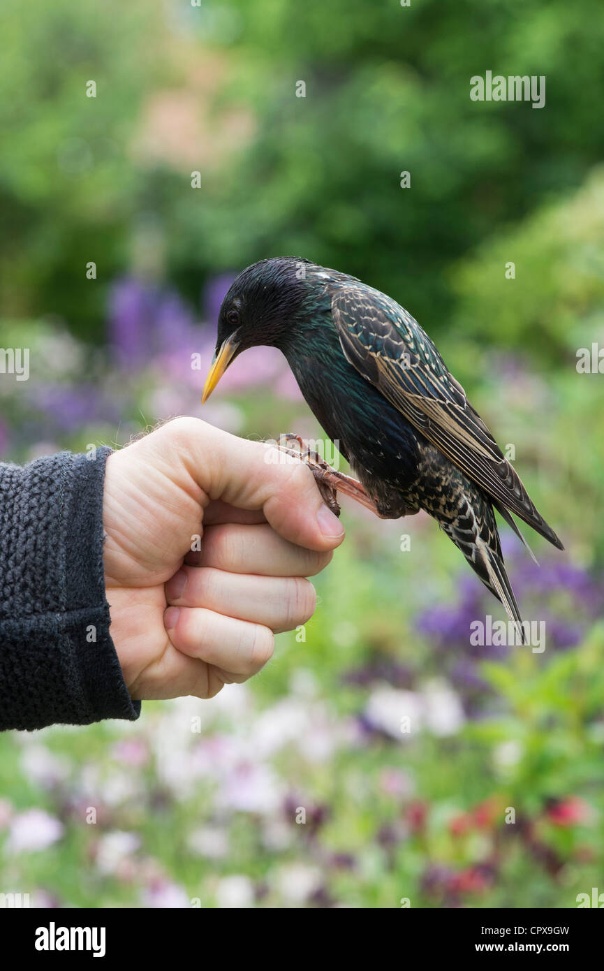 Sturnus vulgaris. Starling se nourrit de vers de farine à partir d'une main Le mans Banque D'Images