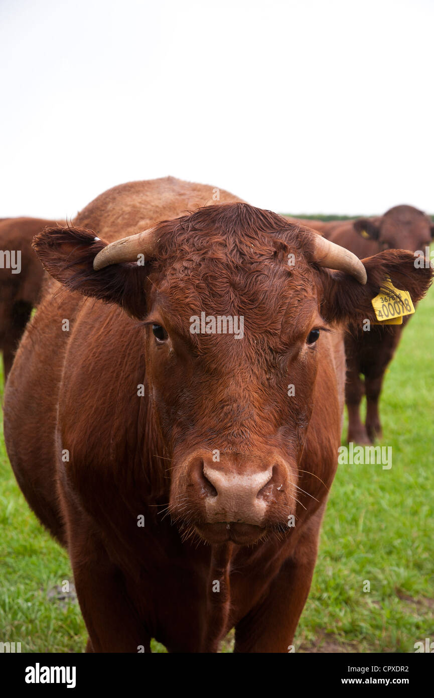 Les jeunes bovins à viande rouge Ruby Devon dans un pâturage Banque D'Images
