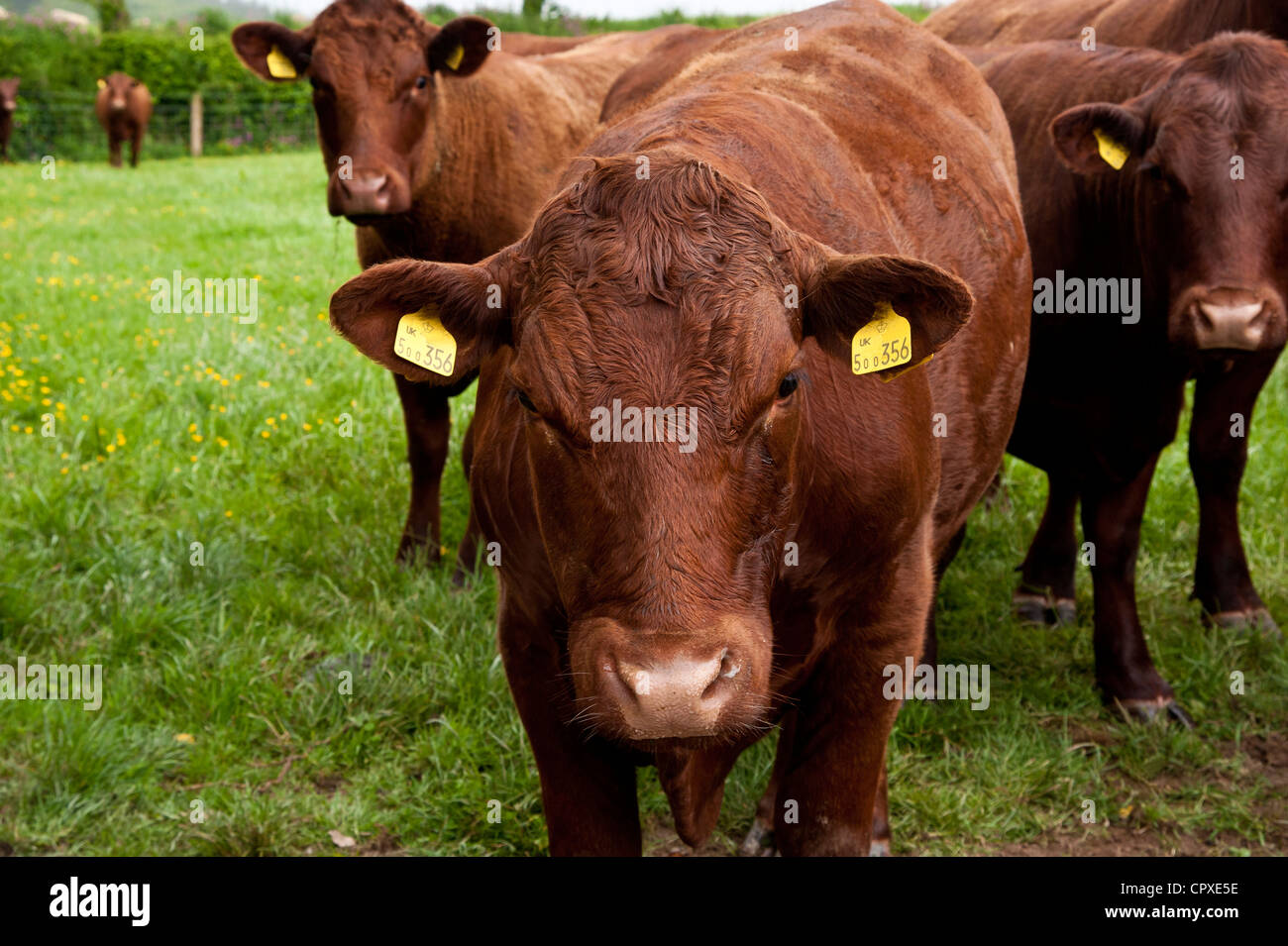 Les jeunes bovins à viande rouge Ruby Devon dans un pâturage Banque D'Images