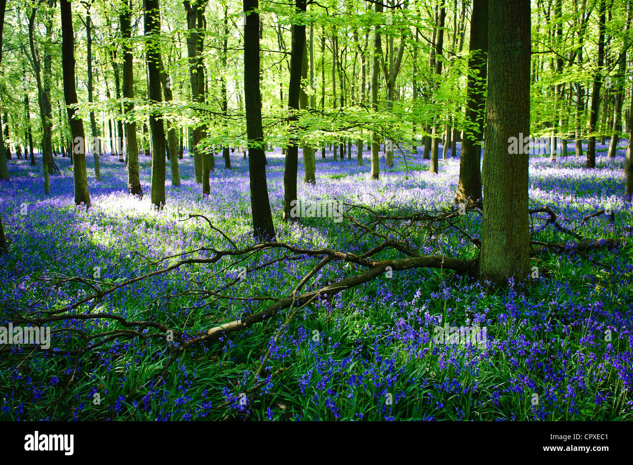 Jacinthes en fleurs couvrant le sol en un tapis de bleu dans une belle plage arbre woodland à Hertfordshire, England, UK Banque D'Images