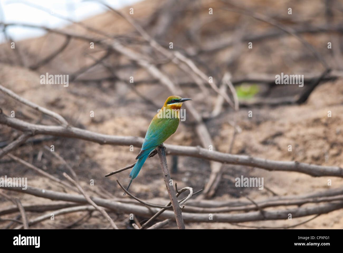 Belle queue bleu (Merops philippinus bee eater) au milieu de la Thaïlande Banque D'Images