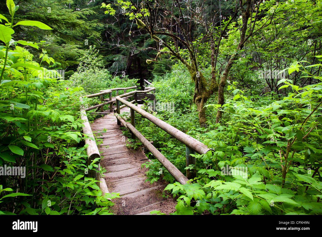 Sentier à Shi Shi Beach - Neah Bay, Washington, USA Banque D'Images