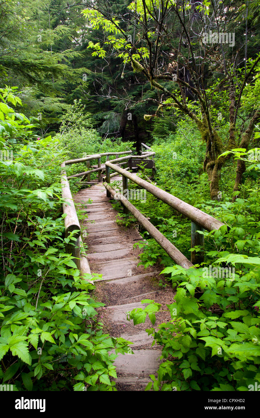 Sentier à Shi Shi Beach - Neah Bay, Washington, USA Banque D'Images