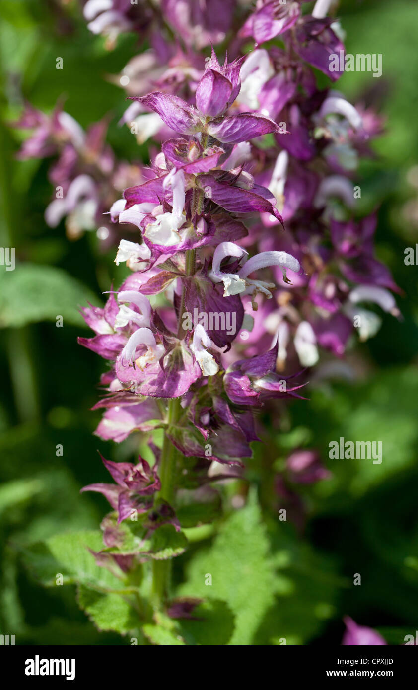 La sauge sclarée (Salvia sclarea) usine de guérison Banque D'Images