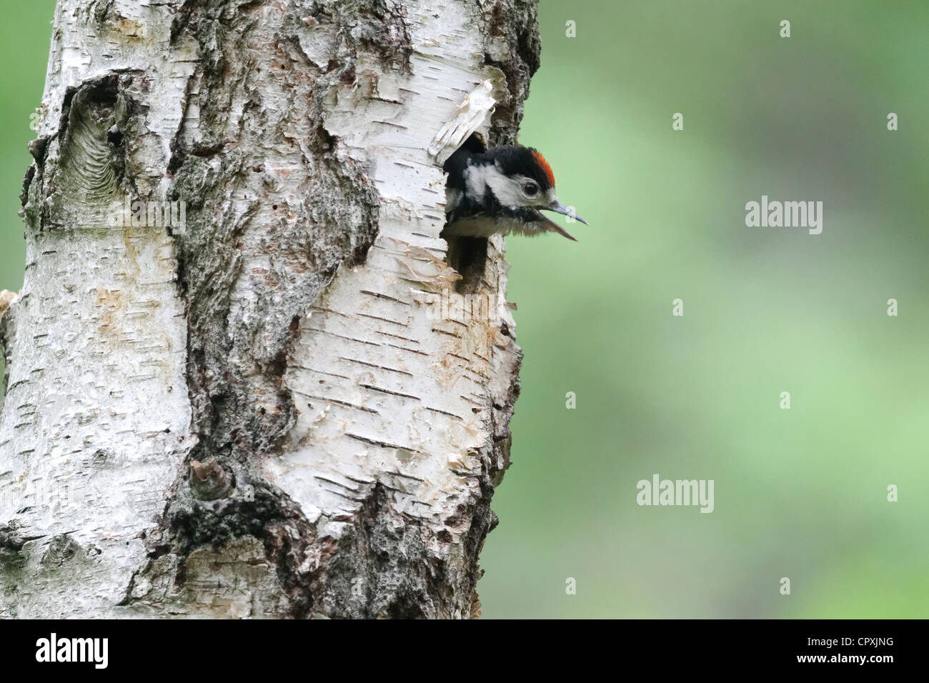 Grand Pic à taches, Dendrocopos major, seul jeune nid entrée, Warwickshire, Mai 2012 Banque D'Images