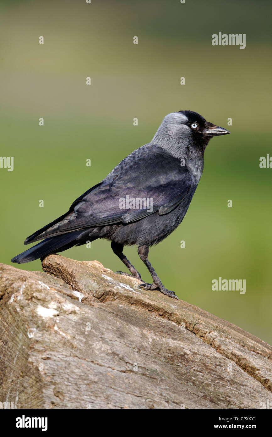 Choucas, Corvus monedula, seul oiseau sur la branche, dans le Warwickshire, Mai 2012 Banque D'Images