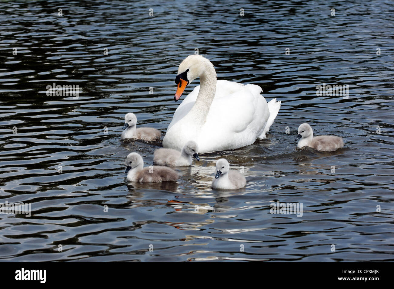 Cygne muet, Cygnus olor, femme avec de jeunes, Londres, mai 2012 Banque D'Images