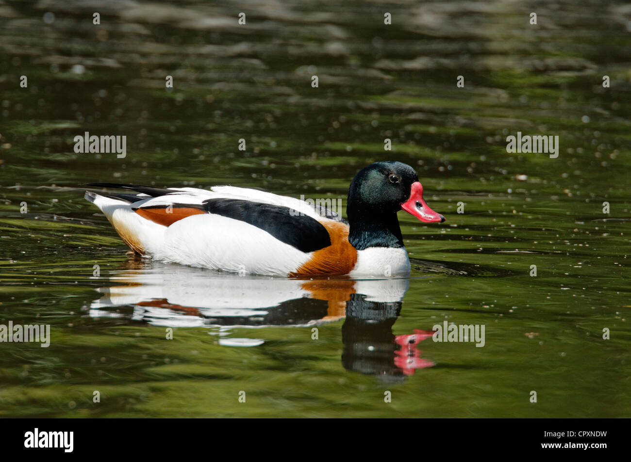 Un tadorne à Martin simple Banque D'Images