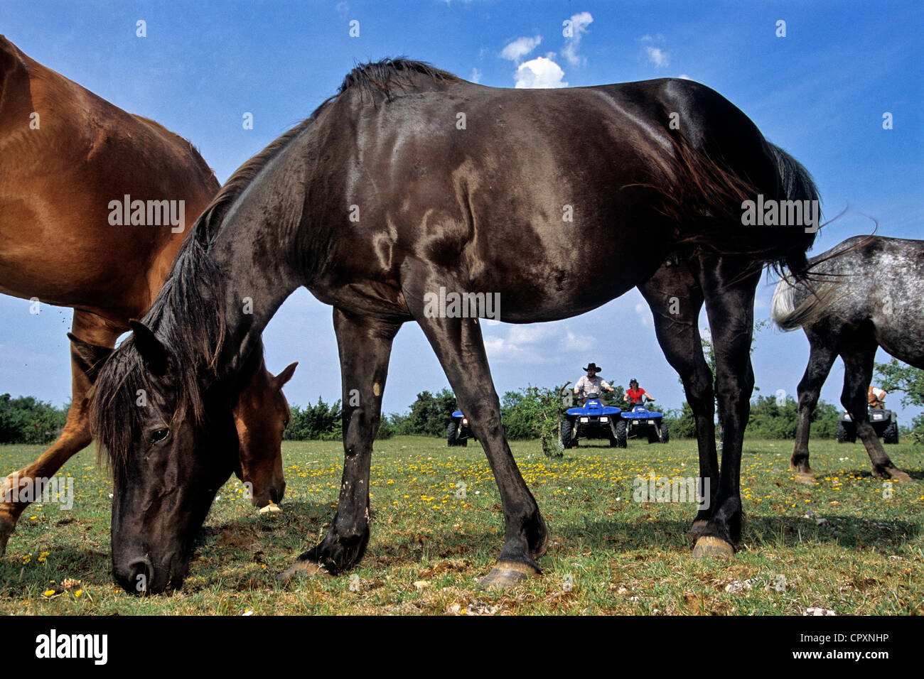 La France, l'Aveyron, Sainte Radegonde, Ranch Saloon, le Quad remplace parfois le cheval et est utilisé pour rassembler le bétail Banque D'Images