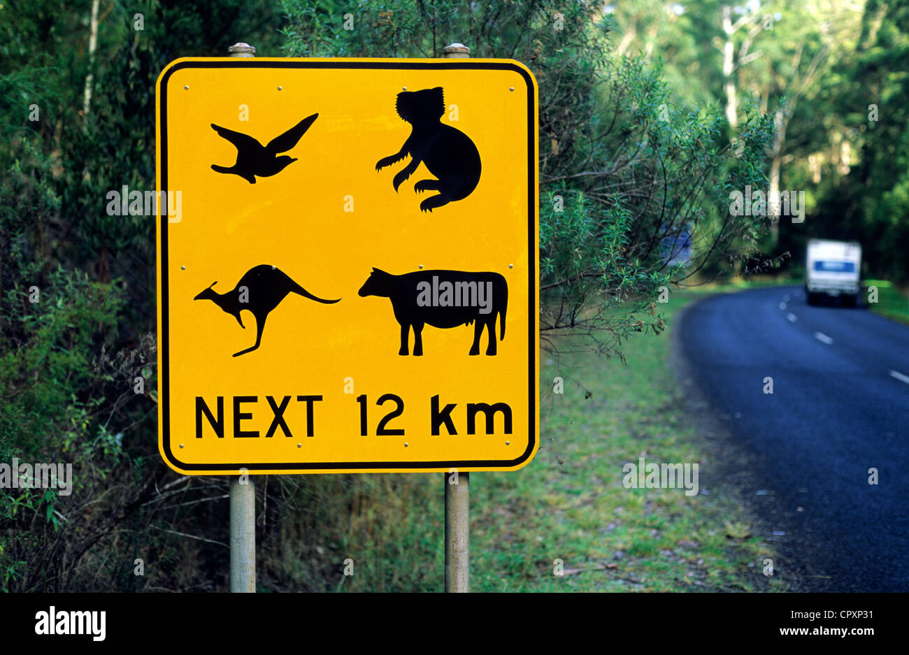 L'Australie, Victoria, Great Otway National Park, signe d'avertissement de route sur le passage d'animaux Banque D'Images