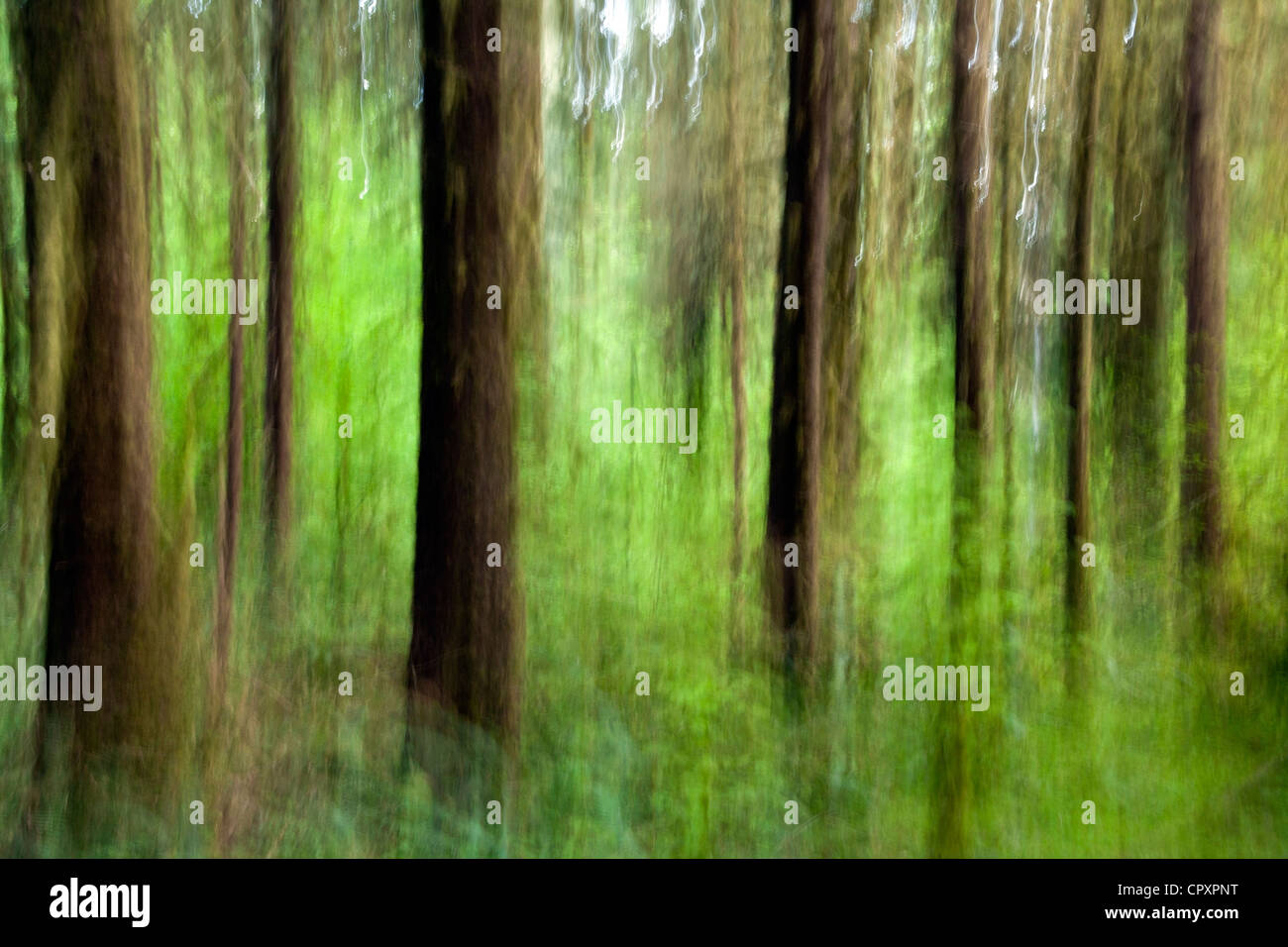 Image abstraite de Hoh Rainforest - Olympic National Park, près de Forks, Washington, USA Banque D'Images