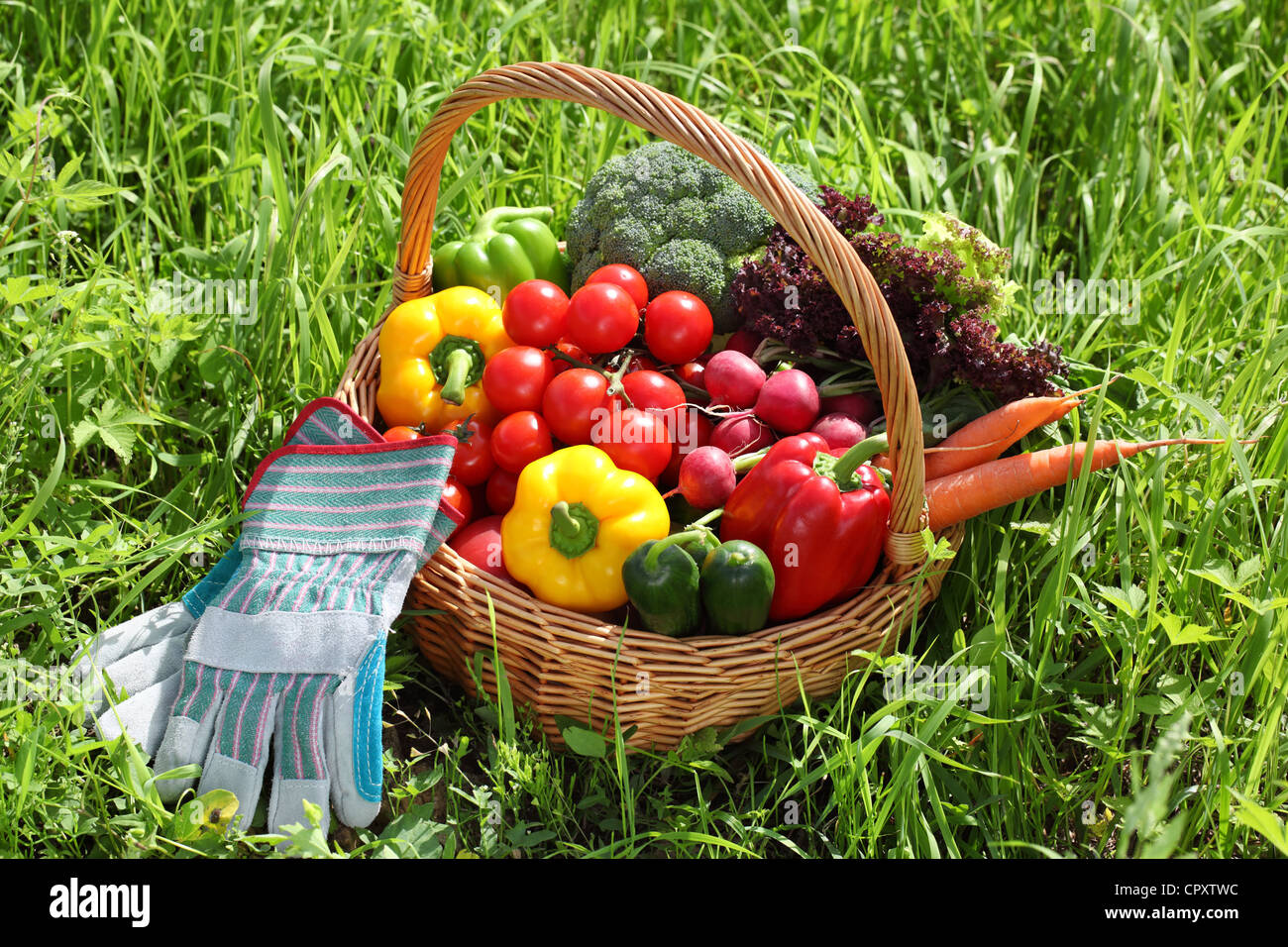 Panier plein de légumes biologiques avec glove sur l'herbe verte. Banque D'Images