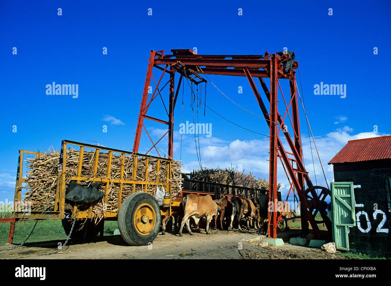 République dominicaine, Altagracia province, la culture de la canne à sucre Banque D'Images